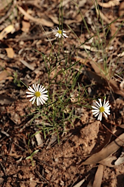 APII jpeg image of Brachyscome multifida var. multifida  © contact APII