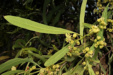 APII jpeg image of Alectryon oleifolius subsp. oleifolius  © contact APII