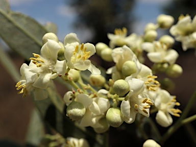 APII jpeg image of Atalaya hemiglauca  © contact APII