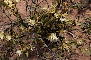 APII jpeg image of Capparis lasiantha  © contact APII