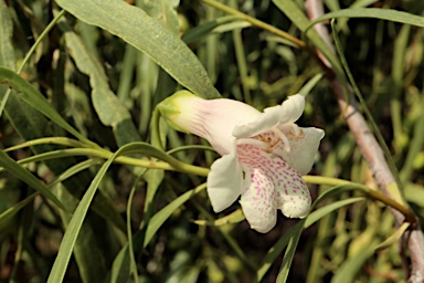 APII jpeg image of Eremophila bignoniiflora  © contact APII