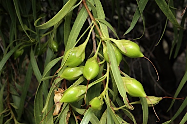 APII jpeg image of Eremophila bignoniiflora  © contact APII