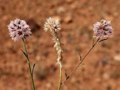 APII jpeg image of Ptilotus leucocoma  © contact APII