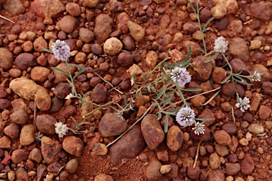 APII jpeg image of Ptilotus leucocoma  © contact APII