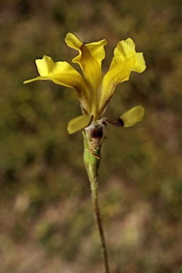 APII jpeg image of Goodenia heteromera  © contact APII