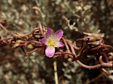 APII jpeg image of Calandrinia volubilis  © contact APII