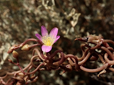 APII jpeg image of Calandrinia volubilis  © contact APII