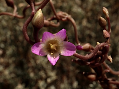 APII jpeg image of Calandrinia volubilis  © contact APII