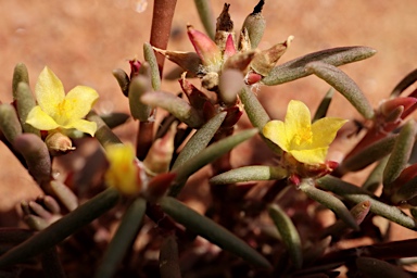 APII jpeg image of Portulaca filifolia  © contact APII