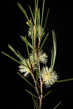 APII jpeg image of Melaleuca uncinata  © contact APII