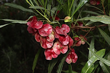 APII jpeg image of Dodonaea viscosa subsp. angustissima  © contact APII