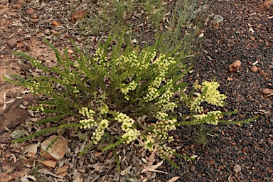 APII jpeg image of Acacia cremiflora  © contact APII