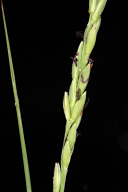 APII jpeg image of Cleistochloa rigida  © contact APII