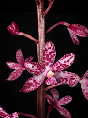 APII jpeg image of Dipodium punctatum  © contact APII