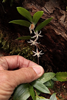 APII jpeg image of Drymophila moorei  © contact APII