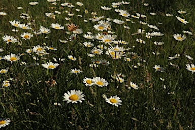 APII jpeg image of Leucanthemum vulgare  © contact APII