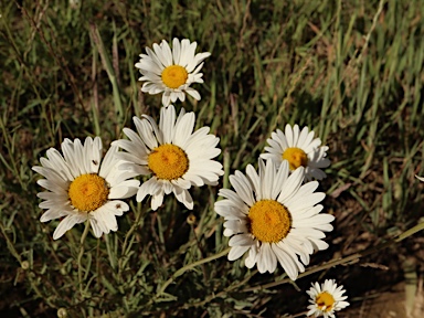 APII jpeg image of Leucanthemum vulgare  © contact APII