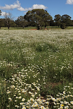 APII jpeg image of Leucanthemum vulgare  © contact APII