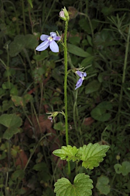 APII jpeg image of Lobelia trigonocaulis  © contact APII