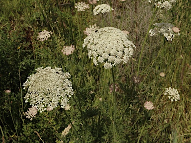 APII jpeg image of Ammi majus  © contact APII