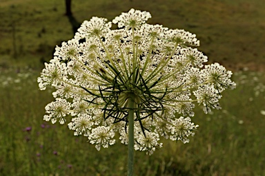 APII jpeg image of Ammi majus  © contact APII