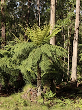 APII jpeg image of Dicksonia antarctica  © contact APII