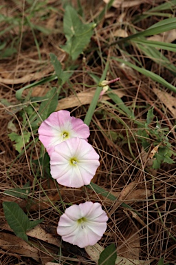 APII jpeg image of Convolvulus arvensis  © contact APII