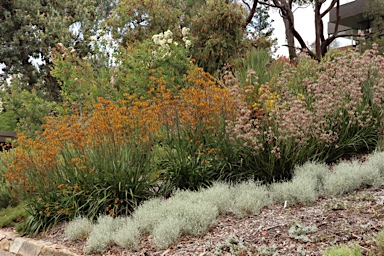 APII jpeg image of Anigozanthos 'Landscape Lilac'  © contact APII