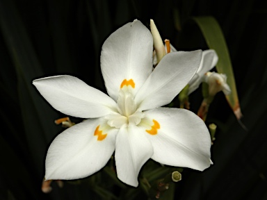 APII jpeg image of Dietes robinsoniana  © contact APII