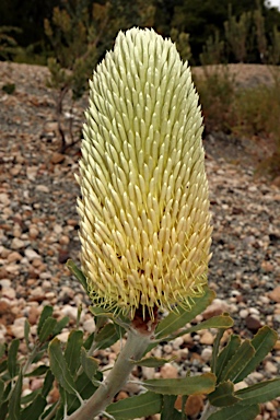 APII jpeg image of Banksia sceptrum  © contact APII