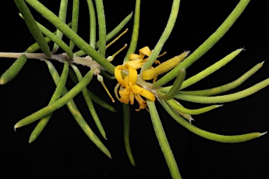 APII jpeg image of Persoonia mollis  © contact APII