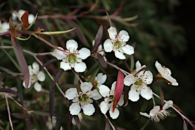 APII jpeg image of Leptospermum 'Copper Crest'  © contact APII