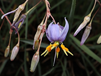 APII jpeg image of Dianella amoena  © contact APII