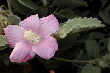 APII jpeg image of Hibiscus sturtii  © contact APII