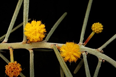 APII jpeg image of Acacia carneorum  © contact APII