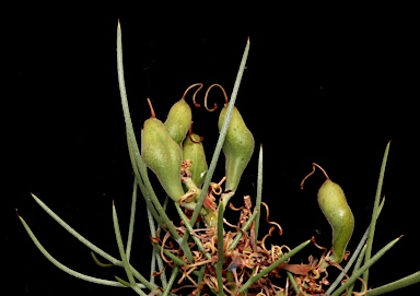 APII jpeg image of Hakea pulvinifera  © contact APII