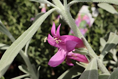 APII jpeg image of Eremophila 'Pink Panther'  © contact APII