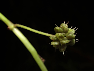 APII jpeg image of Hydrocotyle acutiloba  © contact APII