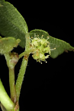 APII jpeg image of Hydrocotyle acutiloba  © contact APII