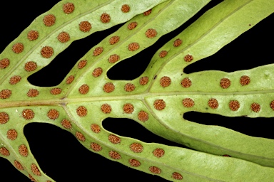 APII jpeg image of Zealandia pustulata subsp. pustulata  © contact APII