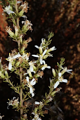 APII jpeg image of Olearia ramulosa  © contact APII