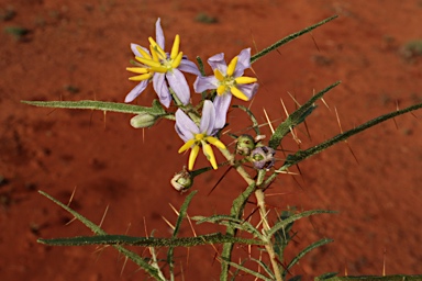 APII jpeg image of Solanum ferocissimum  © contact APII