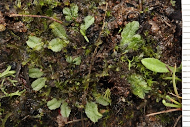 APII jpeg image of Riccia papulosa var. variabilis  © contact APII