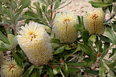 APII jpeg image of Banksia ornata  © contact APII