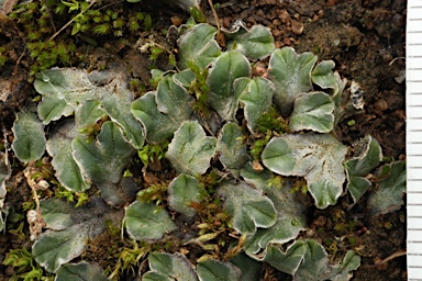 APII jpeg image of Riccia cartilaginosa  © contact APII