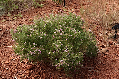 APII jpeg image of Boronia crenulata  © contact APII