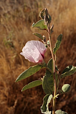 APII jpeg image of Gossypium australe  © contact APII