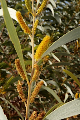 APII jpeg image of Acacia elachantha  © contact APII