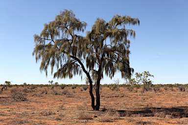 APII jpeg image of Acacia peuce  © contact APII