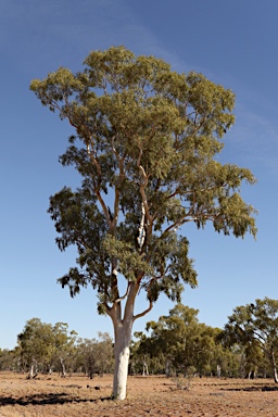 APII jpeg image of Corymbia aparrerinja  © contact APII